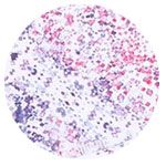 Sofibella UV Colors 14 inch Skirt Womens Arabian Nights 7016 ARN
Sofibella UV Colors 14 inch Skirt image